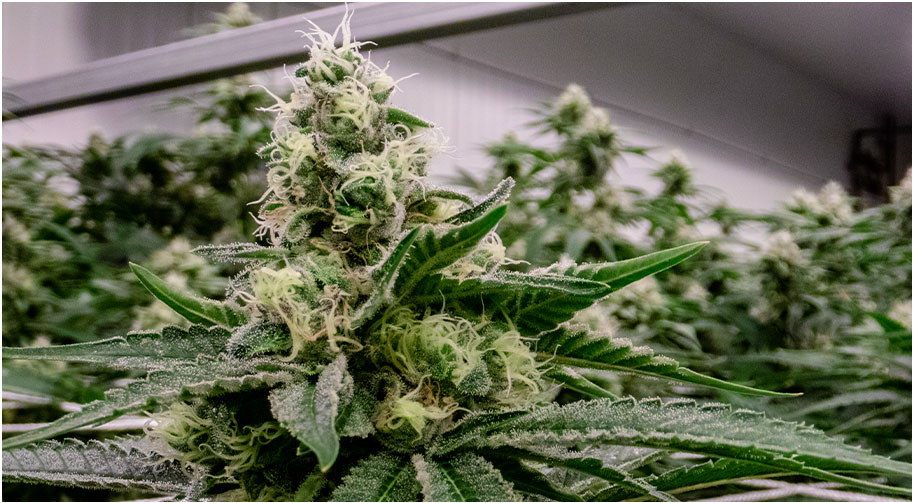 Cultivation